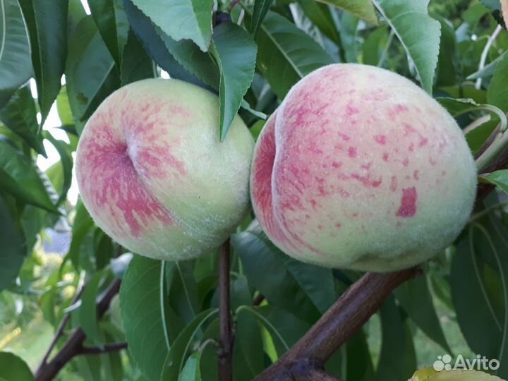 Саженцы персика