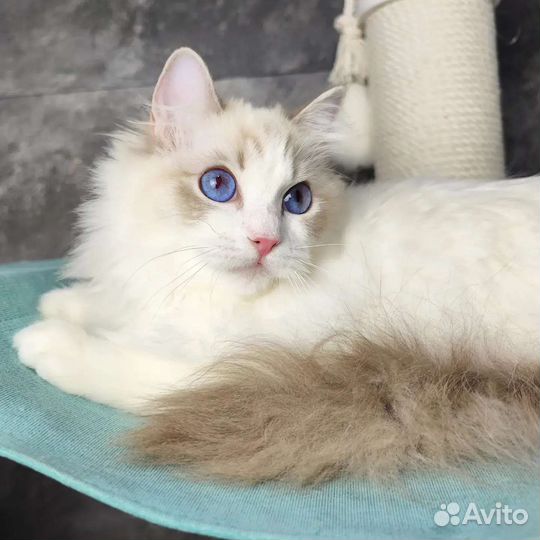 Alice, рэгдолл в разведение