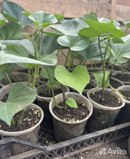 Батат,рассада