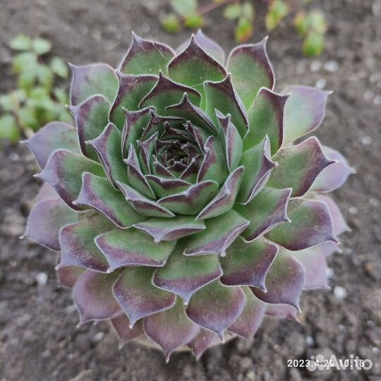 Каменная роза, молодило