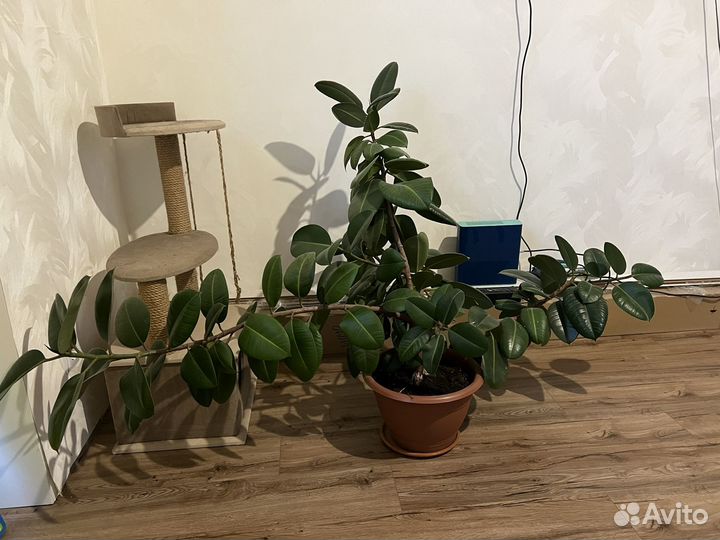 Фикус