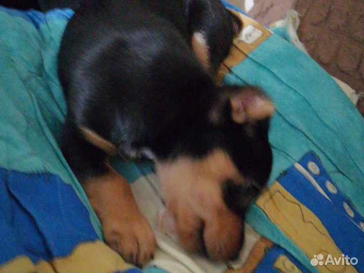 Поместь таксы с торьером