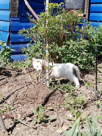 Кошечка в добрые руки