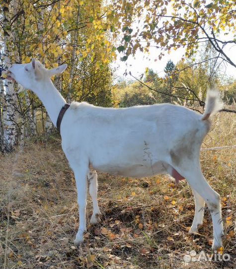 Коза дойная молочная