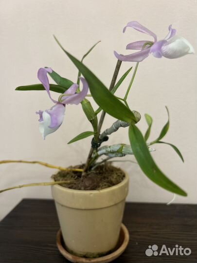 Дендробиум « Tortile»