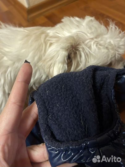 Одежда для собак