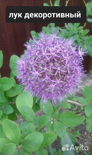 Растения для сада