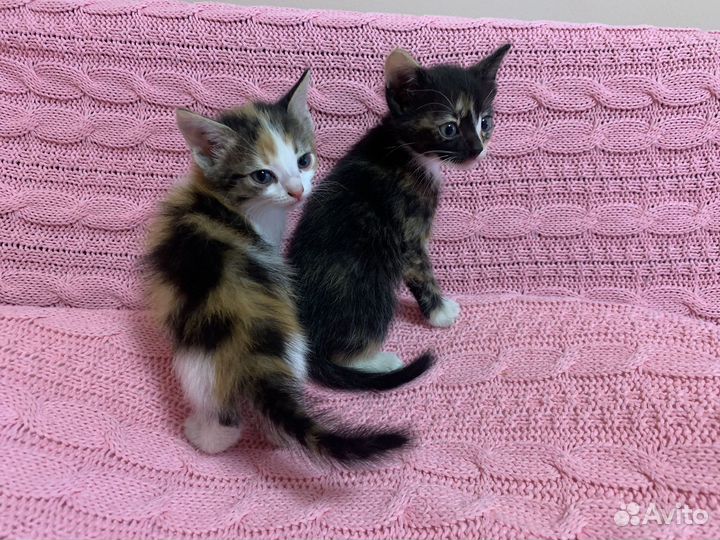 Кошки в добрые руки