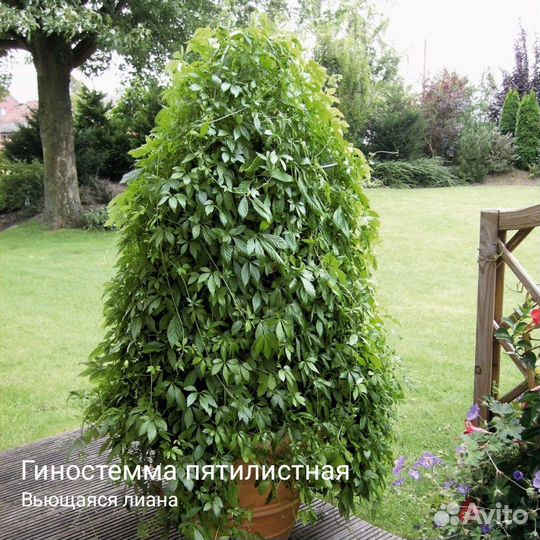 Пряно-вкусовые и лекарственные растения