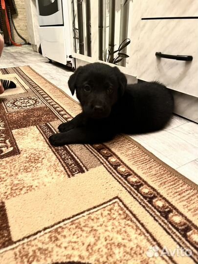 Щенки лабрадора