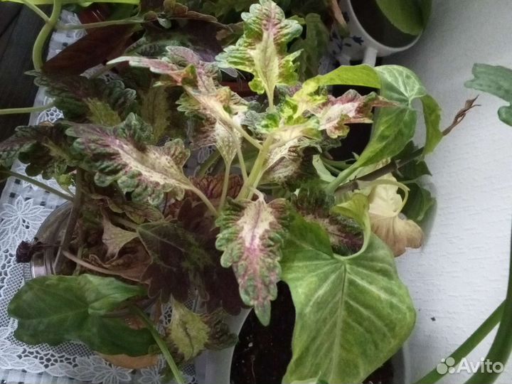 Излишки, отростки