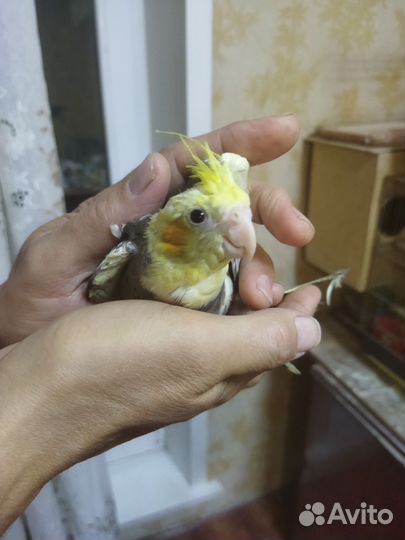 Попугай корелла