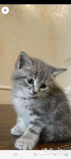 Котенок мальчик