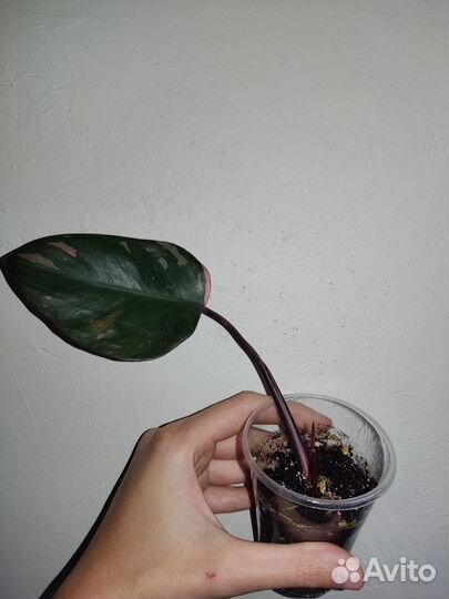 Филодендрон розовая принцесса