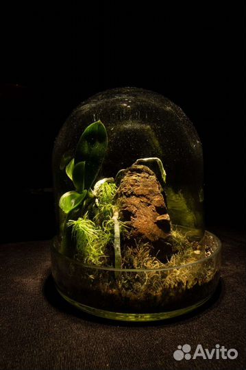 Флорариумы / мох / живые композиции