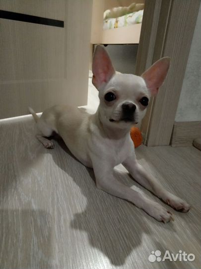 Вязка чихуахуа