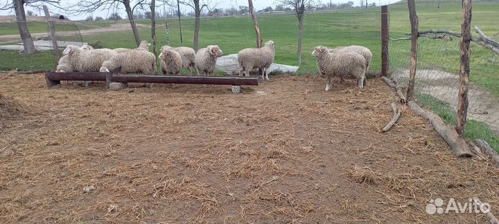 Ягнята откормленные