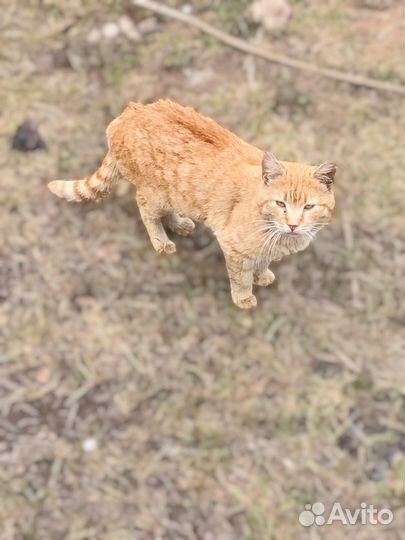 Рыжик спит на холодной земле