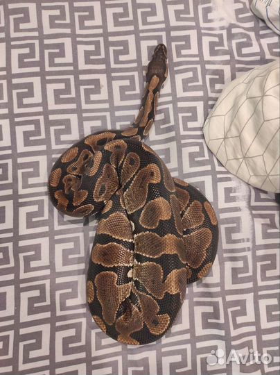 Королевская змея (не ядовита)