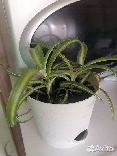 Хлорофитума с горшком