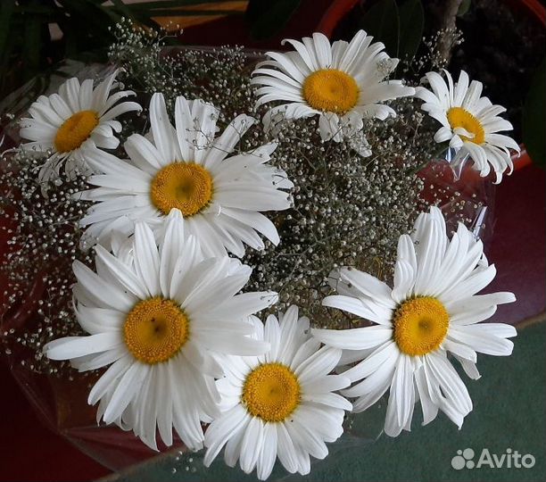 Ромашка крупная