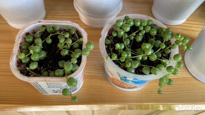 Крестовник