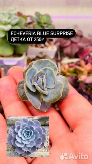 Суккуленты