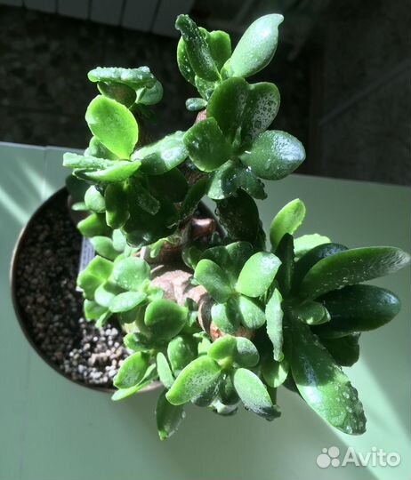 Толстянки/крассулы