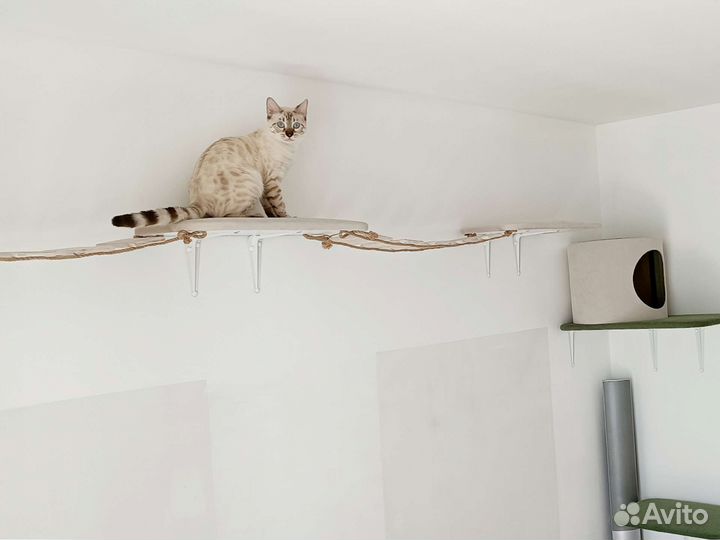 Настенный комплекс для кошки на заказ