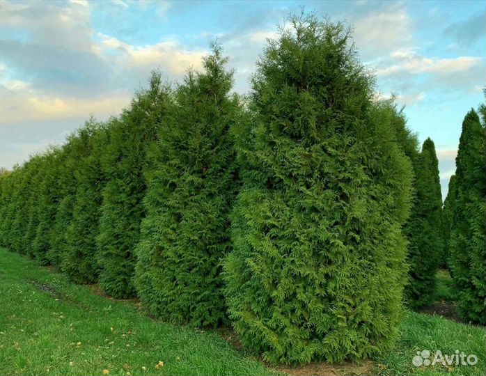 Туя смарагд оптом