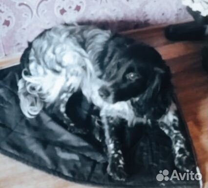 Собака в добрые руки