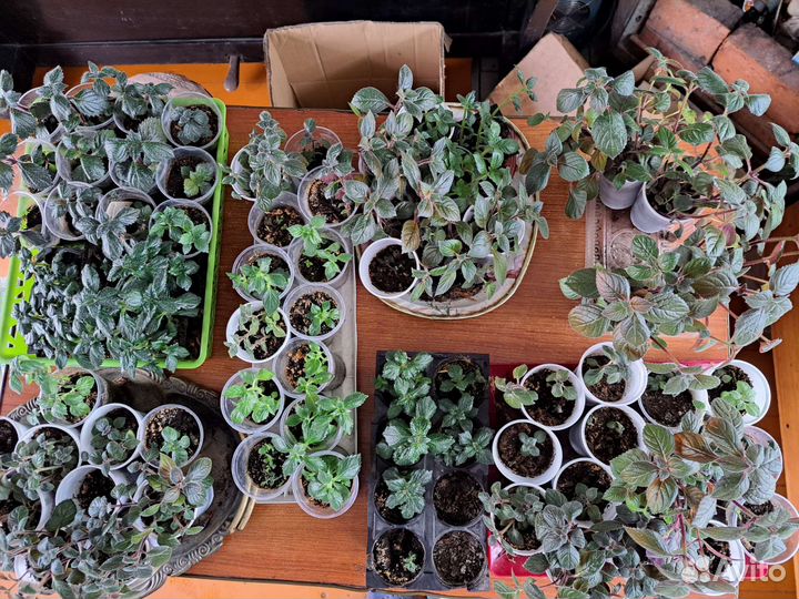 Россада цветы.Ахименес