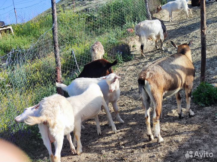 Нубийские козы