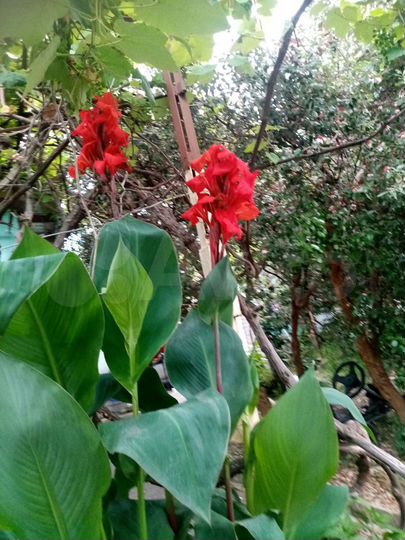 Дом 50 м² на участке 10 сот.