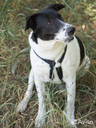Красавчик Смоки хочет домой из приюта