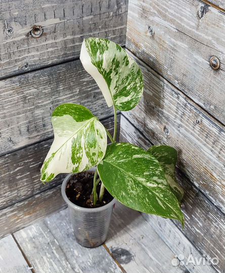 Сортовые Монстеры/Сциндапсусы