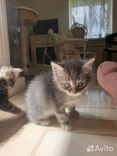 Дымчатый котёнок в дар