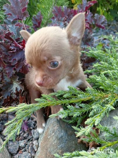 Чихуашки щенки