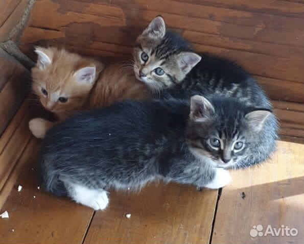 Котята в добрые руки