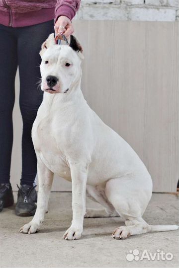 Подрощенные щенки Аргентинского дога