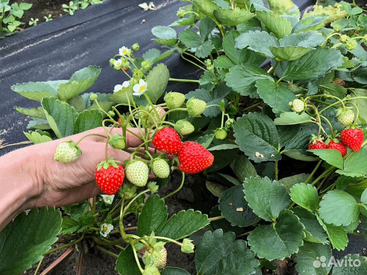 Клубника саженцы ремонтантная Альбион 70 р