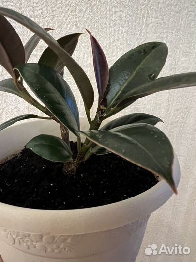 Фикусы в ассортименте