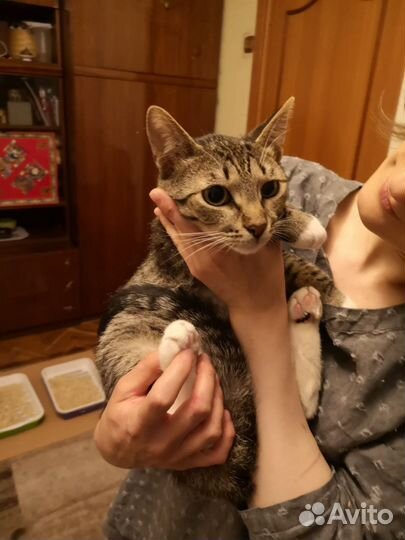 Кошка в дар