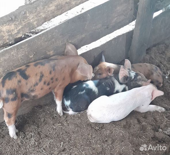 Поросята