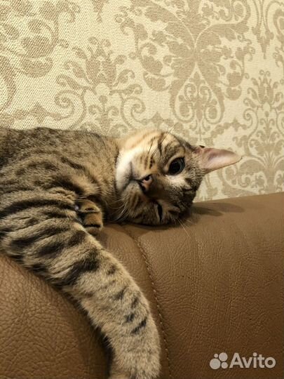 Кошки в добрые руки