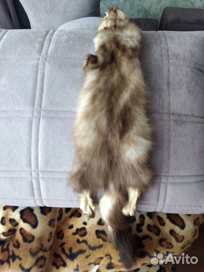 Шкуры куницы