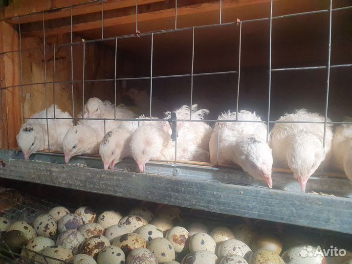 Перепёлки несушки