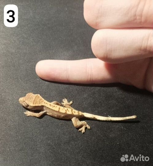 Детёныши гекконов бананоедов