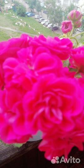 Пеларгонии сортовые