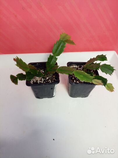 Декабрист микс